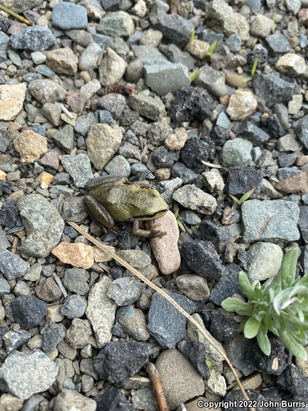 Northern Pacific Treefrog (Pseudacris regilla)