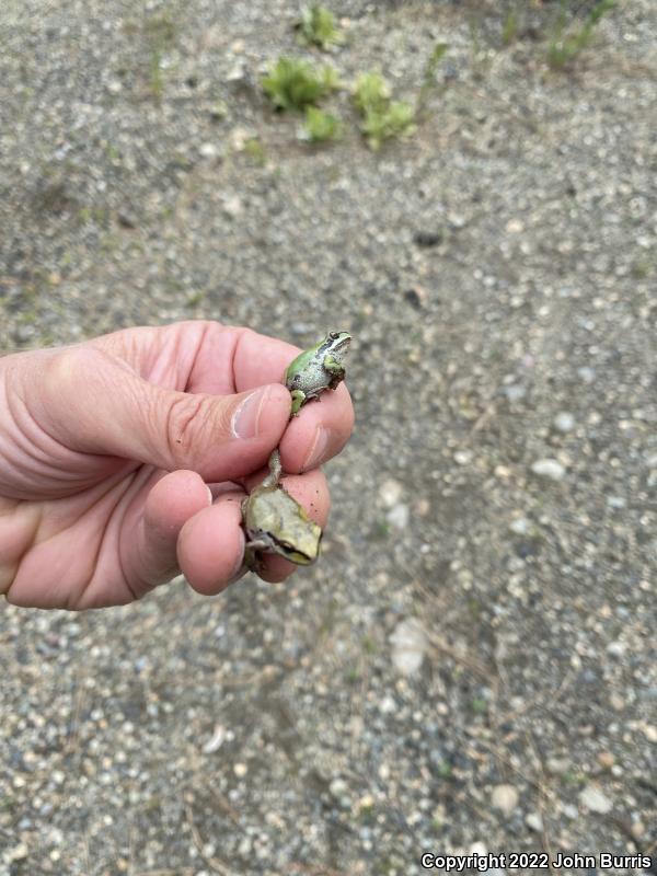 Northern Pacific Treefrog (Pseudacris regilla)