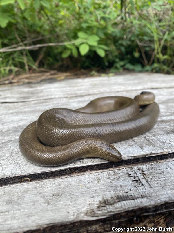 Northern Rubber Boa (Charina bottae)