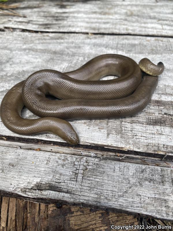 Northern Rubber Boa (Charina bottae)