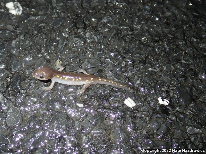 Spotted Salamander (Ambystoma maculatum)