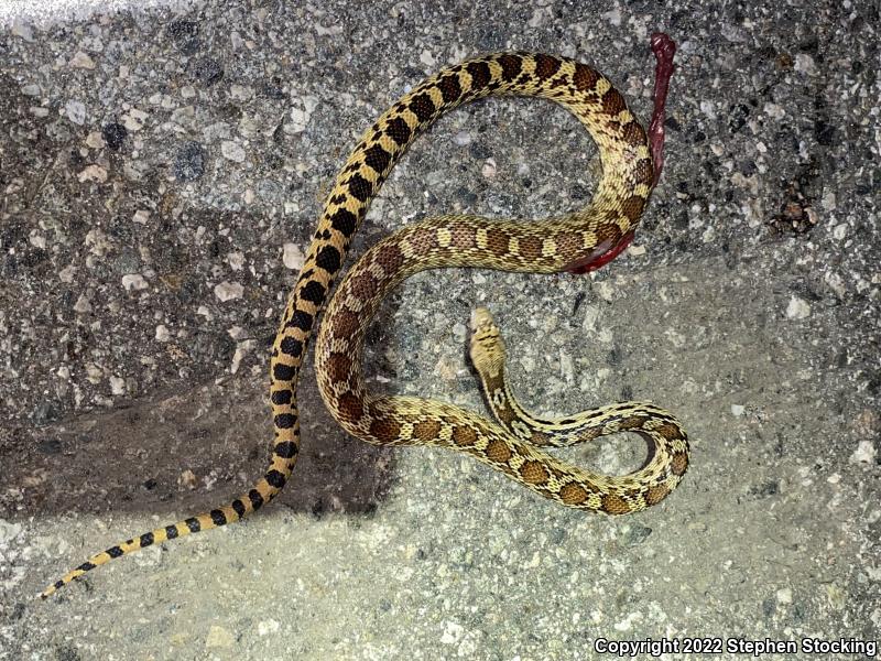 Great Basin Gopher Snake (Pituophis catenifer deserticola)