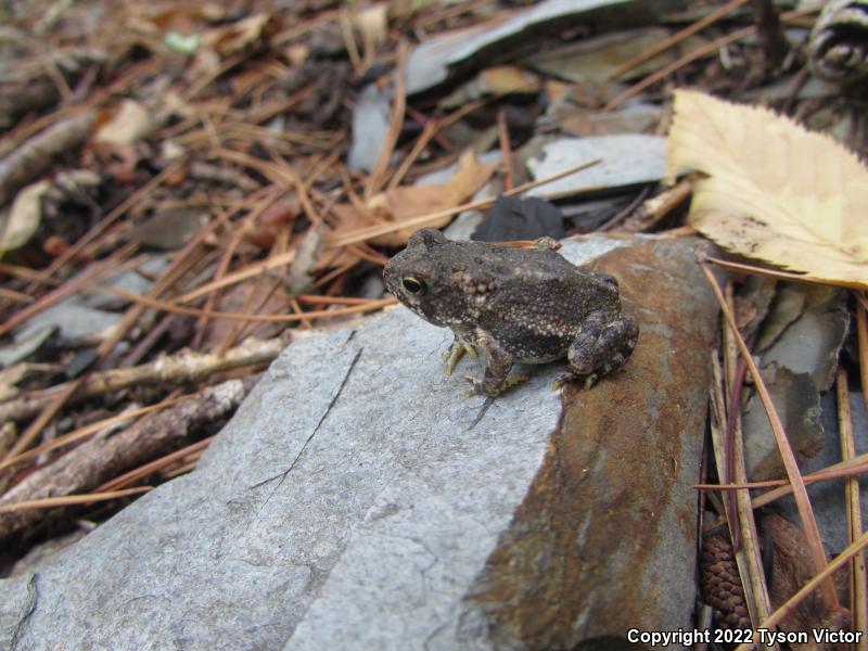 Dwarf American Toad (Anaxyrus americanus charlesmithi)