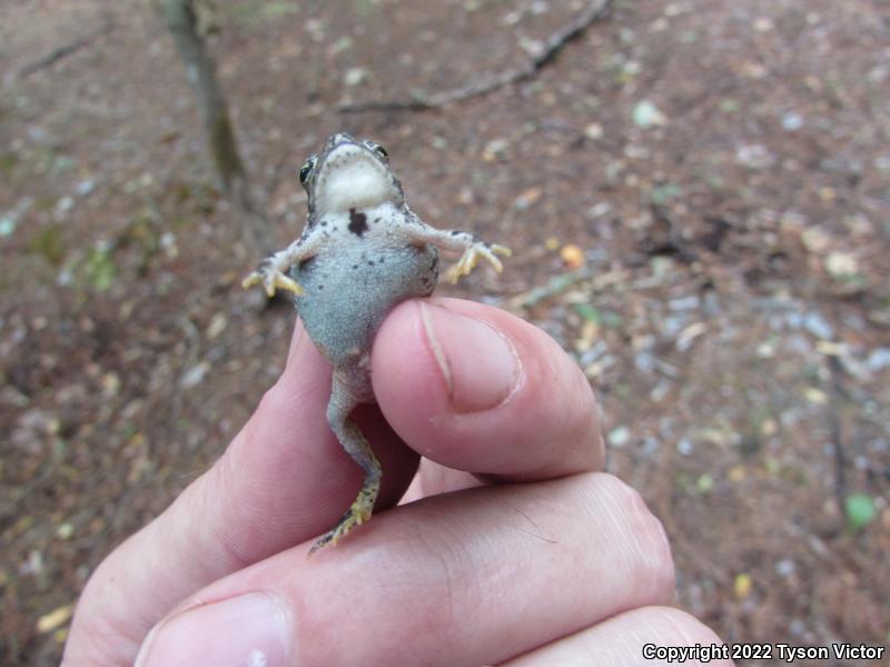 Dwarf American Toad (Anaxyrus americanus charlesmithi)