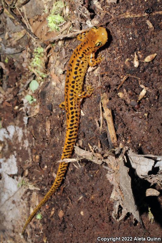 Long-tailed Salamander (Eurycea longicauda)
