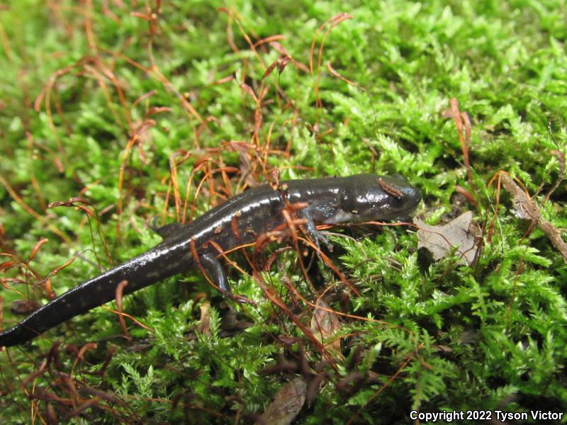 Blue-spotted Salamander (Ambystoma laterale)