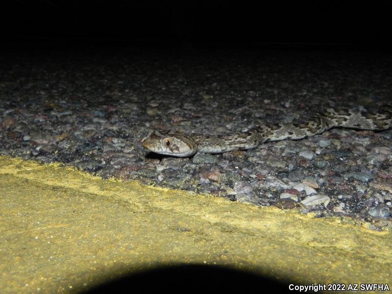 Sonoran Lyresnake (Trimorphodon biscutatus lambda)