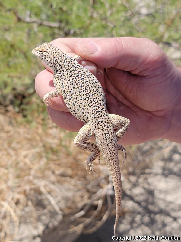 Mojave Fringe-toed Lizard (Uma scoparia)