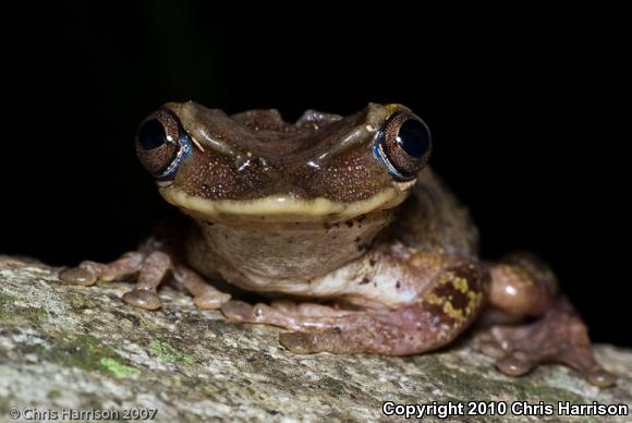 Yucatán Casque-headed Treefrog (Triprion petasatus)