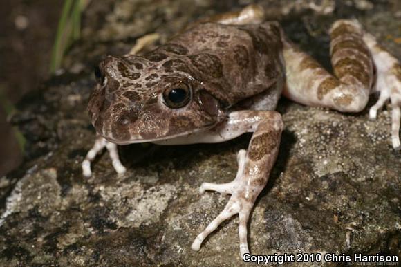 Balcone's Barking Frog (Craugastor augusti latrans)