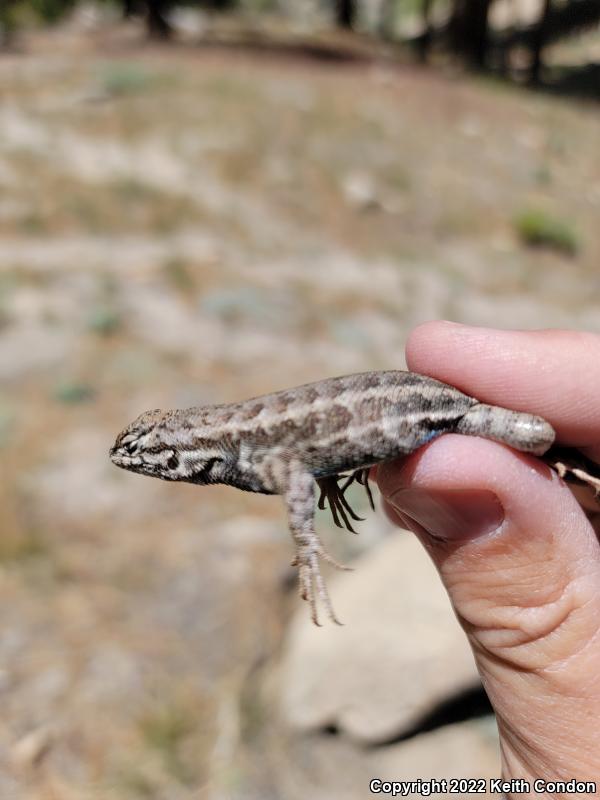 Southern Sagebrush Lizard (Sceloporus graciosus vandenburgianus)