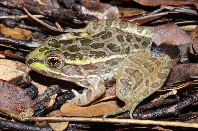 Lowland Leopard Frog (Lithobates yavapaiensis)