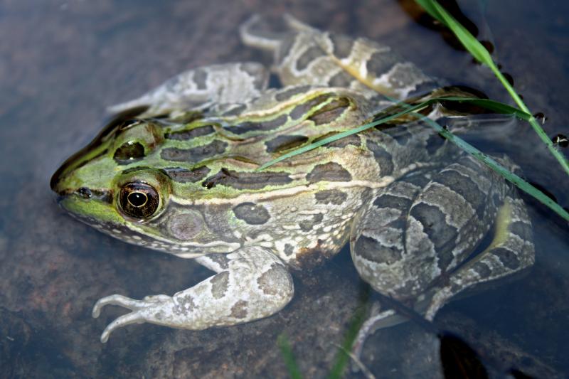 Lowland Leopard Frog (Lithobates yavapaiensis)