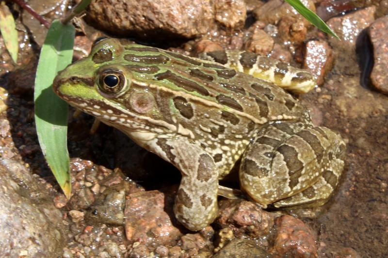 Lowland Leopard Frog (Lithobates yavapaiensis)