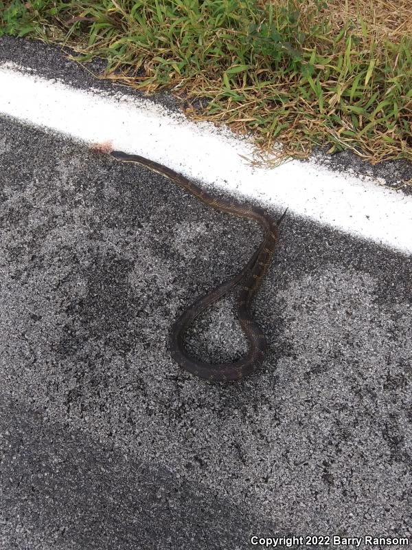 Gray Ratsnake (Pantherophis obsoletus spiloides)