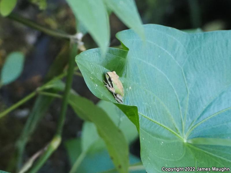 Northern Pacific Treefrog (Pseudacris regilla)