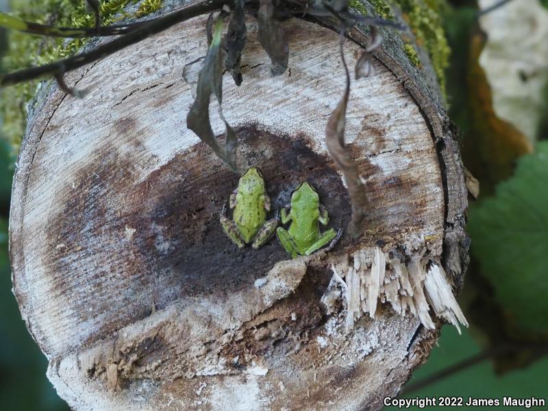 Northern Pacific Treefrog (Pseudacris regilla)