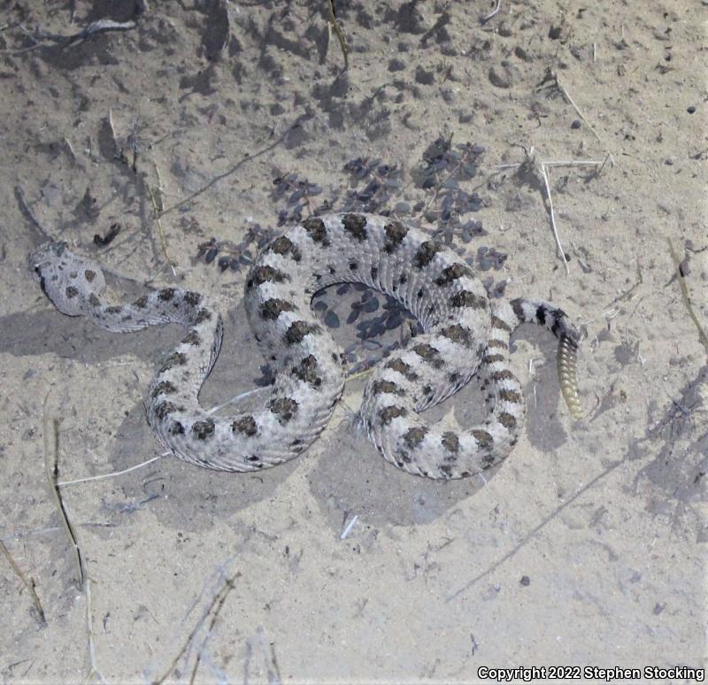 Mojave Desert Sidewinder (Crotalus cerastes cerastes)