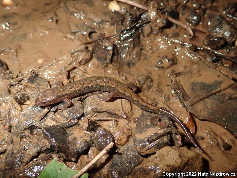 Northern Dusky Salamander (Desmognathus fuscus)