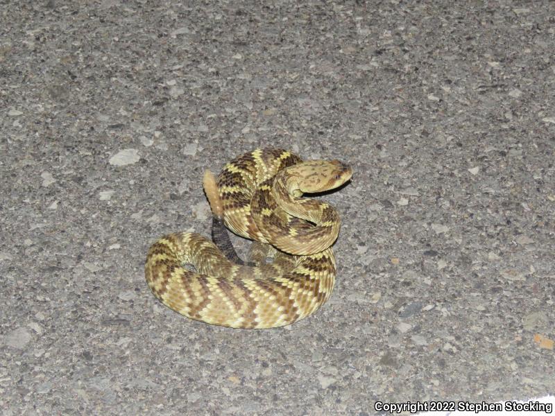 Northern Black-tailed Rattlesnake (Crotalus molossus molossus)