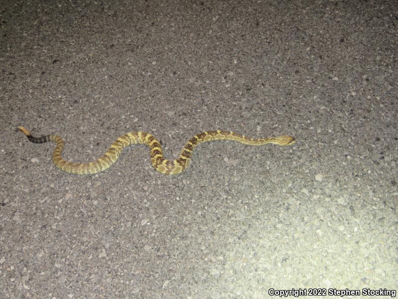 Northern Black-tailed Rattlesnake (Crotalus molossus molossus)