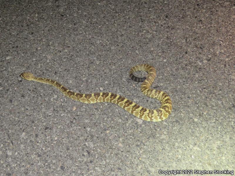 Northern Black-tailed Rattlesnake (Crotalus molossus molossus)