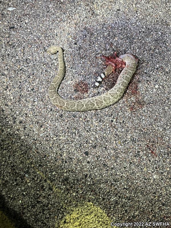 Western Diamond-backed Rattlesnake (Crotalus atrox)