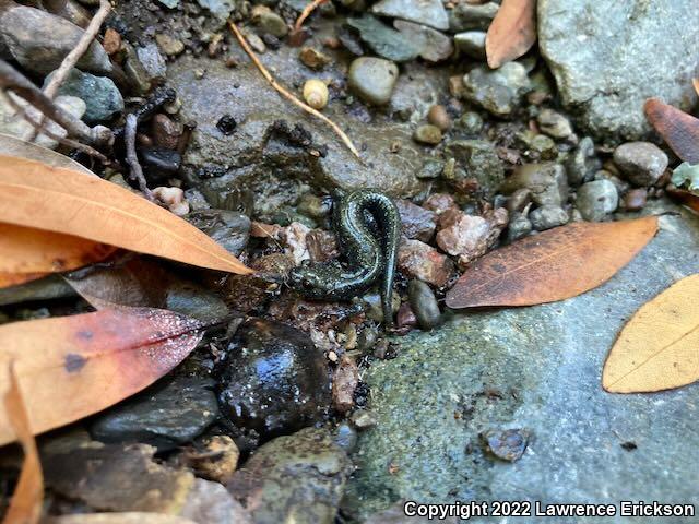 Santa Cruz Black Salamander (Aneides flavipunctatus niger)