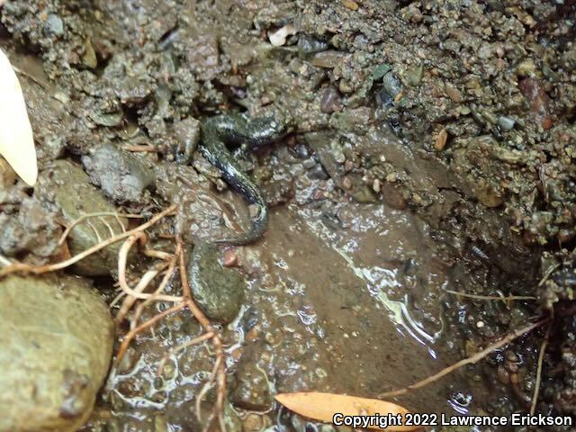 Santa Cruz Black Salamander (Aneides flavipunctatus niger)