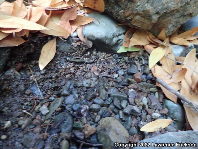 Santa Cruz Black Salamander (Aneides flavipunctatus niger)