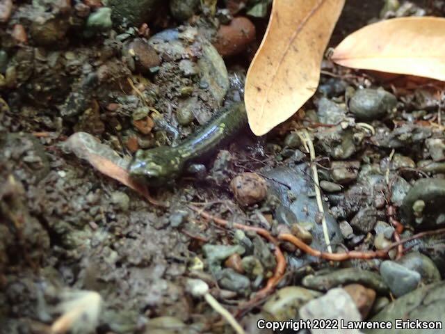 Santa Cruz Black Salamander (Aneides flavipunctatus niger)