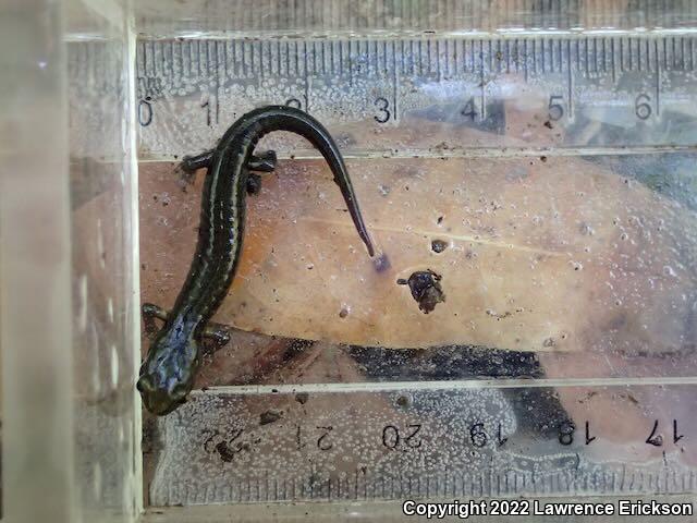 Santa Cruz Black Salamander (Aneides flavipunctatus niger)