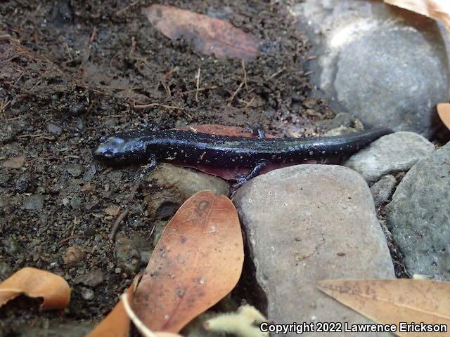 Santa Cruz Black Salamander (Aneides flavipunctatus niger)