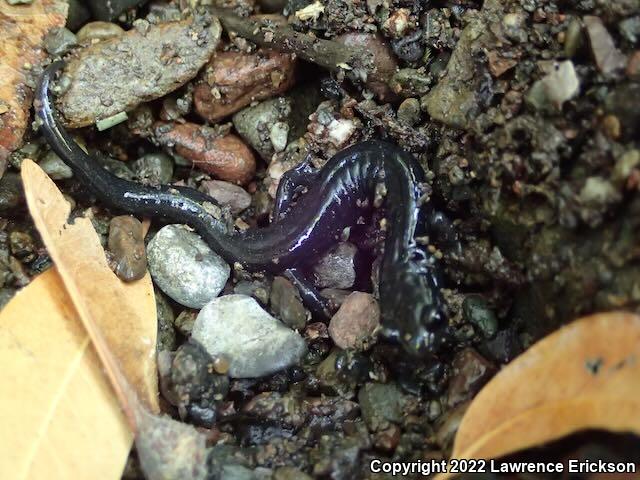 Santa Cruz Black Salamander (Aneides flavipunctatus niger)