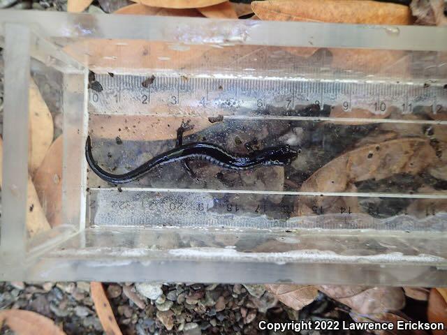 Santa Cruz Black Salamander (Aneides flavipunctatus niger)