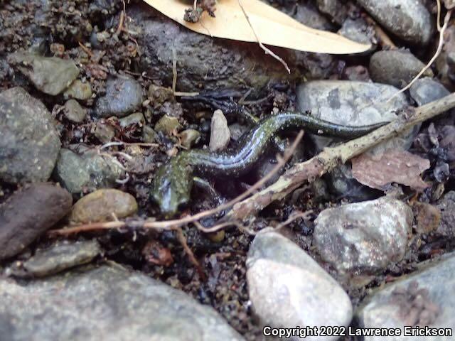 Santa Cruz Black Salamander (Aneides flavipunctatus niger)