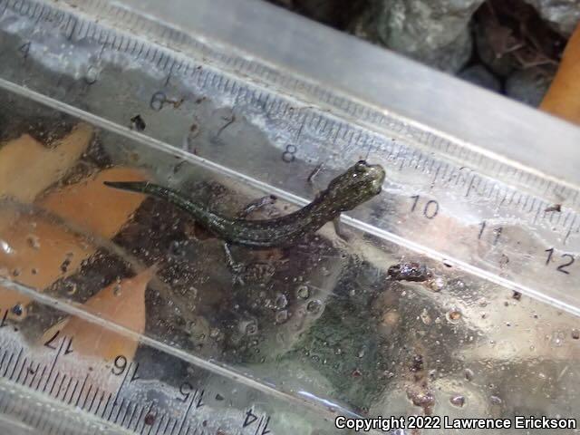 Santa Cruz Black Salamander (Aneides flavipunctatus niger)