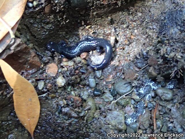 Santa Cruz Black Salamander (Aneides flavipunctatus niger)