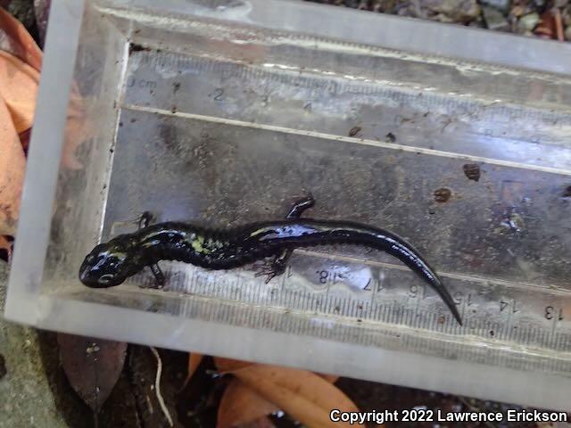 Santa Cruz Black Salamander (Aneides flavipunctatus niger)