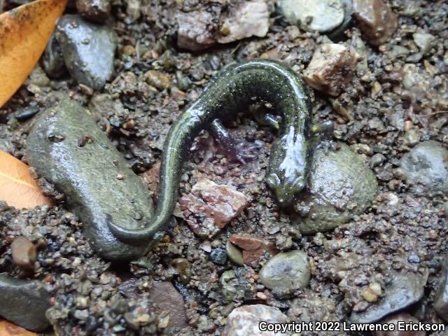 Santa Cruz Black Salamander (Aneides flavipunctatus niger)