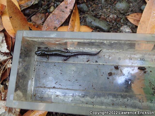 Santa Cruz Black Salamander (Aneides flavipunctatus niger)