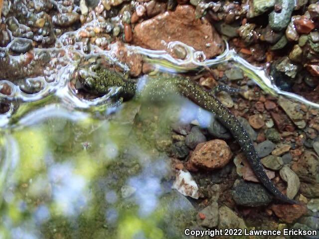 Santa Cruz Black Salamander (Aneides flavipunctatus niger)