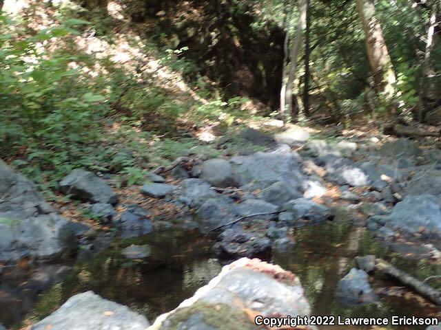 Santa Cruz Black Salamander (Aneides flavipunctatus niger)