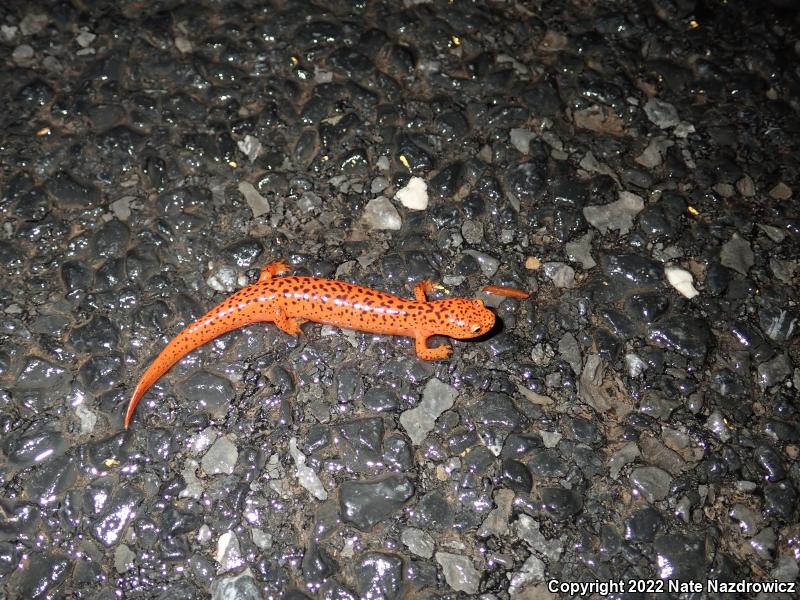 Northern Red Salamander (Pseudotriton ruber ruber)