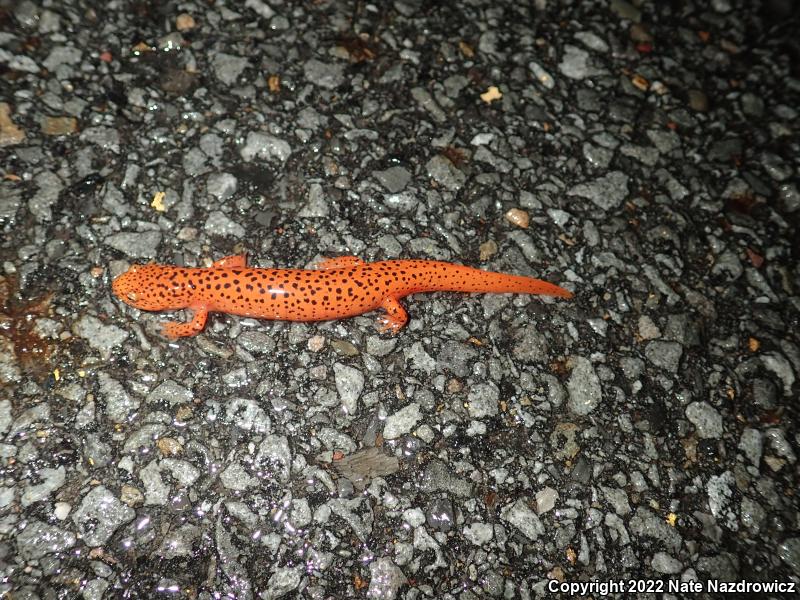 Northern Red Salamander (Pseudotriton ruber ruber)