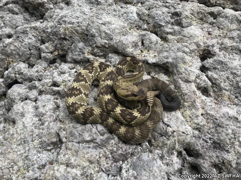 Northern Black-tailed Rattlesnake (Crotalus molossus molossus)