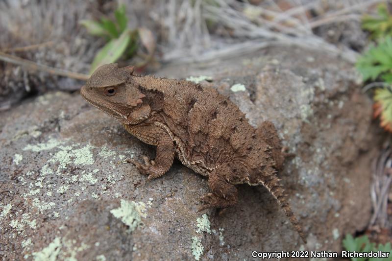 Greater Short-horned Lizard (Phrynosoma hernandesi)