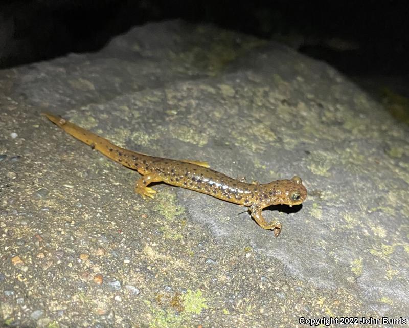 Cascade Torrent Salamander (Rhyacotriton cascadae)