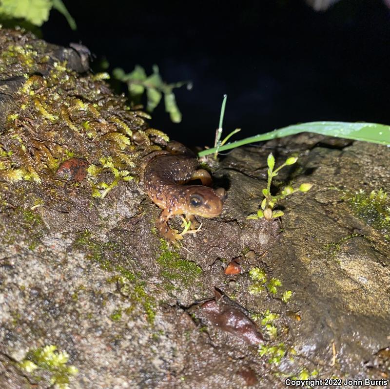 Cascade Torrent Salamander (Rhyacotriton cascadae)