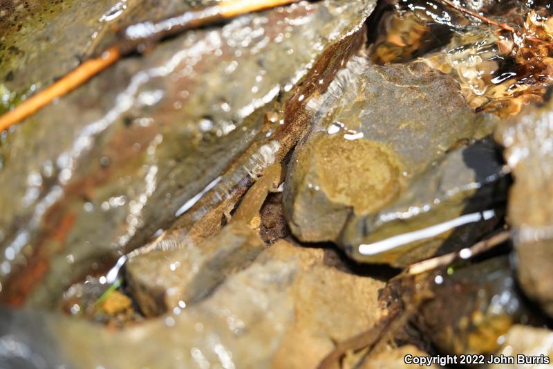 Coastal Giant Salamander (Dicamptodon tenebrosus)